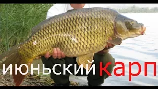 Ловля карпа в июне, бонус КАРАСЬ  на 1, 7 кг