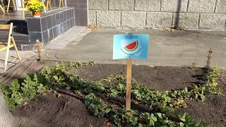 Тут Росте Справжній Херсонський Кавун. Дарница, Київ, Україна. Kherson Watermelon in Kyiv, Ukraine.