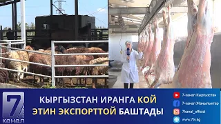 КЫРГЫЗСТАН ИРАНГА КОЙ ЭТИН ЭКСПОРТТОЙ БАШТАДЫ