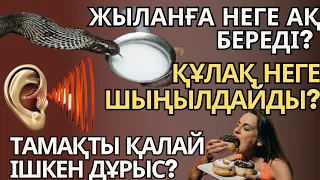 ЖЫЛАНҒА НЕГЕ АҚ БЕРЕДІ?ҚҰЛАҚ НЕГЕ ШЫҢЫЛДАЙДЫ? БІЛЕСІЗ БЕ?