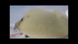 Тюлень поёт