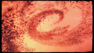 Whirl (Official Music Video) - Janus Rasmussen & David Bergmüller