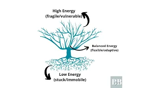 Survivorship Series: What is the Lymphatic Energy Tree Program?
