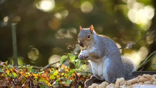 Slow Motion of a Crawling Squirrel - 4K Stock Videos | NoCopyright | AllVideoFree