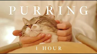 1 Hour | ASMR :  Healing Cat Massage and Happy Purring for Focus, Relaxation, and Deep Sleep