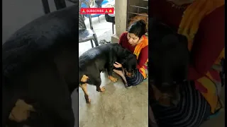 I love to kiss you ANA .💋💋#Rottweiler#cute Rottweiler #dog video#dog lover#shorts@DOG WITH ARPITA