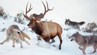 This is how the Deer are saved from the Wolves: when even the PACK is powerless!