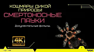 Кошмары дикой природы! Смертоносные пауки  | Документальные фильмы.