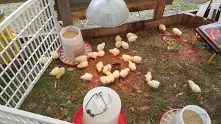 IT'S TIME FOR CHICKS