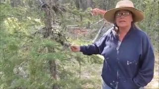 Creepy Find In The Idaho Mountains!