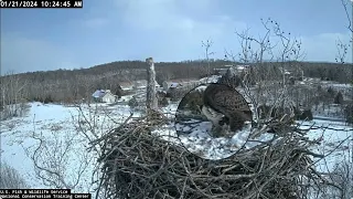 Scout's Food Delivery Eats Good Share Later Bella & Scout Visit - Jan 21, 2024 - NCTC Bald Eagles