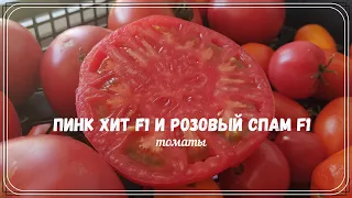 🍅 Томаты Розовый спам и Пинк Хит (пробую, выбираю томат на будущий год) |  Вятка'21 августа