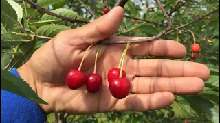 Вишня Десертная Морозовой - один из самых вкусных сортов: плюсы и минусы, особенности ухода