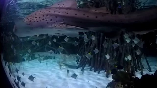 Aquarium Loro Park Tenerife*