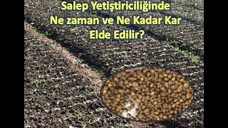 Salep Yetiştiriciliğinde Ne Zaman ve Kadar Kar Elde Edilir