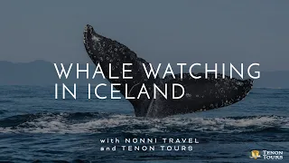 Whale Watching in Iceland