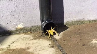 Incy Wincy Spider