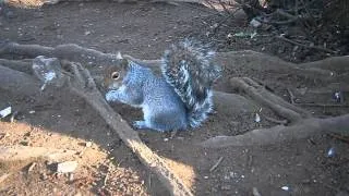 Veverička - squirrel