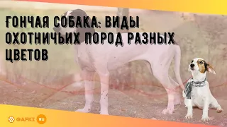 Гончая собака: виды охотничьих пород разных цветов