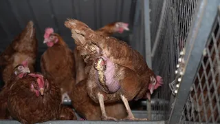 ROTTEN: Part Three Continued, Cage-Free Exposed