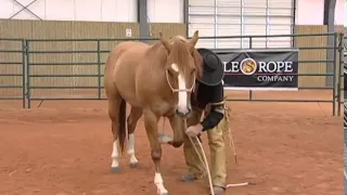 Horse Training - Proper Technique to Laying Your Horse Down