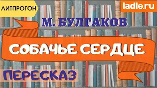 Чье сердце добрее? Что Булгаков хотел сказать? Краткий пересказ повести "Собачье сердце" Литература