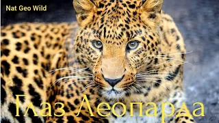 Nat Geo Wild.Глаз Леопарда.