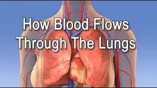 How Blood Flows Through the Lungs