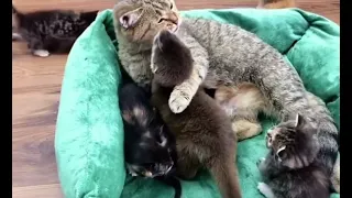 Mama cat fosters an orphaned baby otter