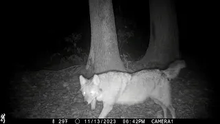 Trail cam: Nice buck, nonchalant coyote