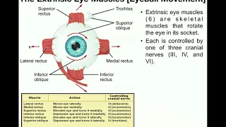 Anatomy | The Extrinsic Eye Muscles [Functions & Innervation]