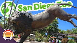 The #1 Rated Zoo in the World! | San Diego Zoo Full Tour & Review Vlog 2021