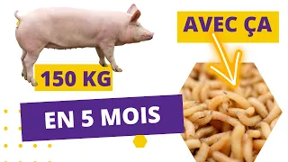 VOICI COMMENT NOURRIR LES PORCS AVEC LES ASTICOTS DE MOUCHE SOLDAT NOIRE