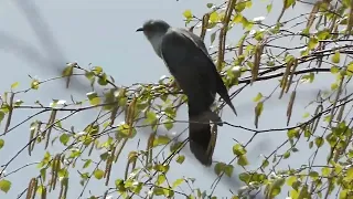 Common Cuckoo / Cuculus canorus / Gegutė / Обыкновенная кукушка