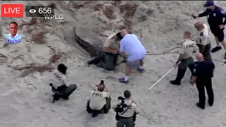 Crocodile spotted on beach in Hollywood