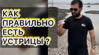 Как правильно есть живые Устрицы? Как кушать устрицы лайфхак ? Дорогущие Устрицы Польза или вред