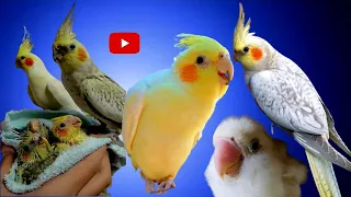 Feed Guide and Caring for Baby Cockatiels 2 and a half months 4 weeks and 2 month old