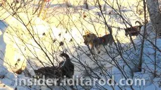 Music Montage 1 from 2011 Iditarod Sled Dog Race