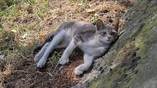 Cute little hungry gray kitten.