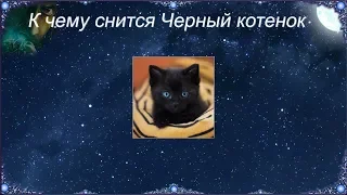 К чему снится Черный котенок (Сонник)