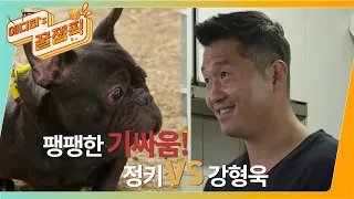 [#개는훌륭하다] 빼로를 물려고하는 정키! 강 훈련사의 조치는? 🐶 ㅣ KBS 210628 방송