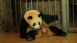 Chinese panda in the miracle of birth