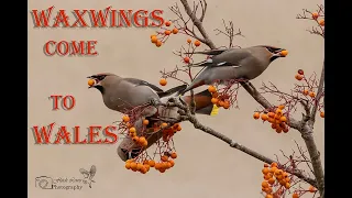 Waxwings come to a town in Wales.