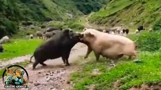 The Boar Attacked the Wrong one / Interesting Animal Moments Caught On Camera