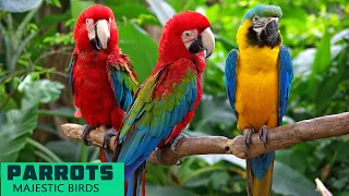 Parrots | The Documentary of Parrots | Majestic Birds