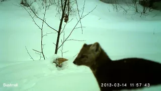 Comical American Marten