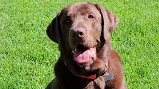 Bowie Was Ready To Play Some Frisbee Actually While His Master Mowed!!! ☺️💯☀️😜😛😀🤪