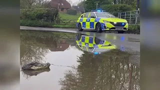 Police called to tackle this crocodile seen in UK flood waters 😄 (fun story) (UK) 8/May/2024
