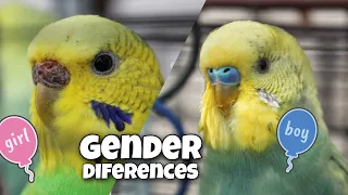 Gender Differences in Male and Female Budgies