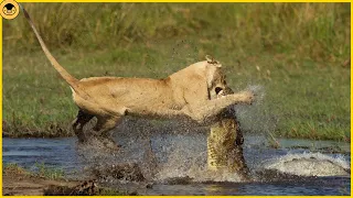 This is Why Crocodiles Don’t Mess with Hungry Lions